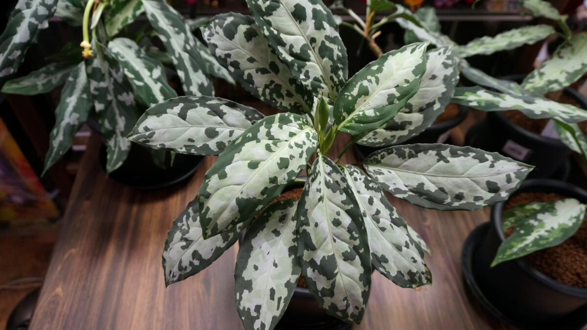 アグラオネマ ピクタム トリカラー　芭流覇羅 ティガリンガ IDY1018-5c　増殖株 　Aglaonema pictum_3