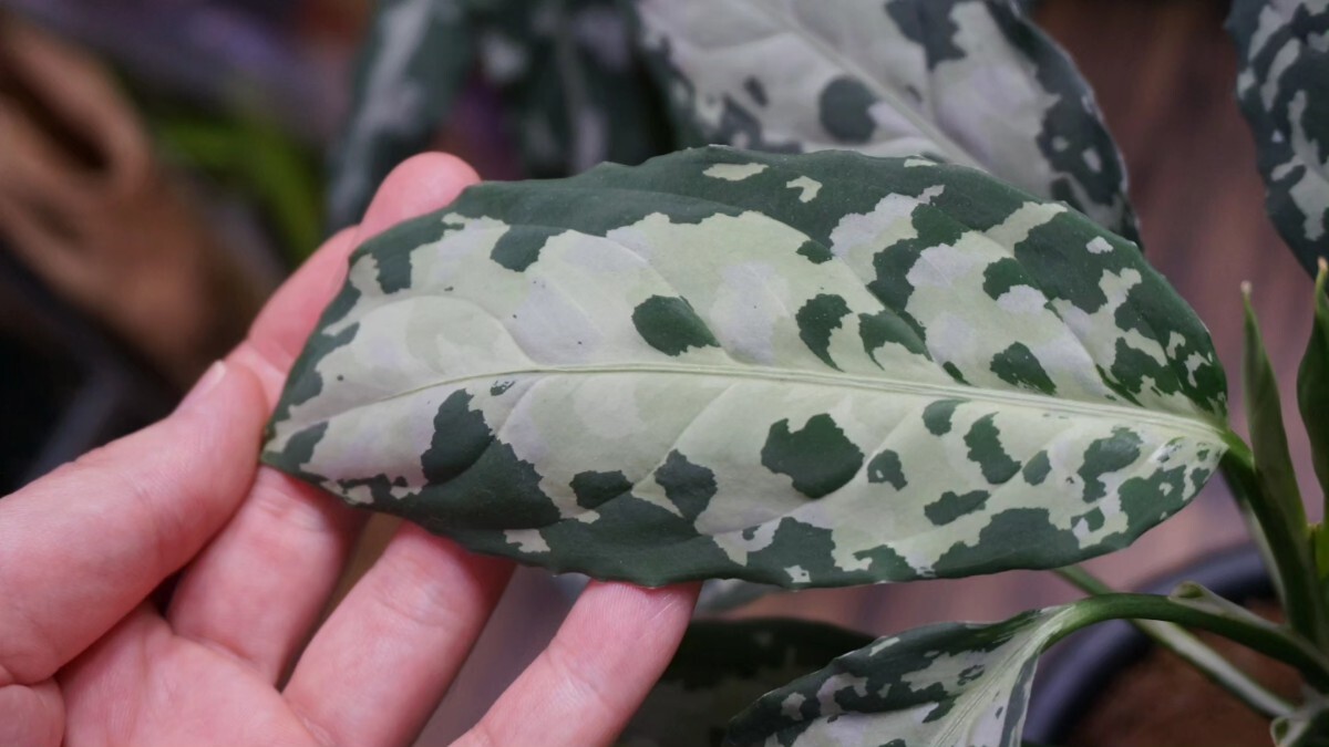 アグラオネマ ピクタム トリカラー　芭流覇羅 ティガリンガ IDY1018-5c　増殖株 　Aglaonema pictum_4