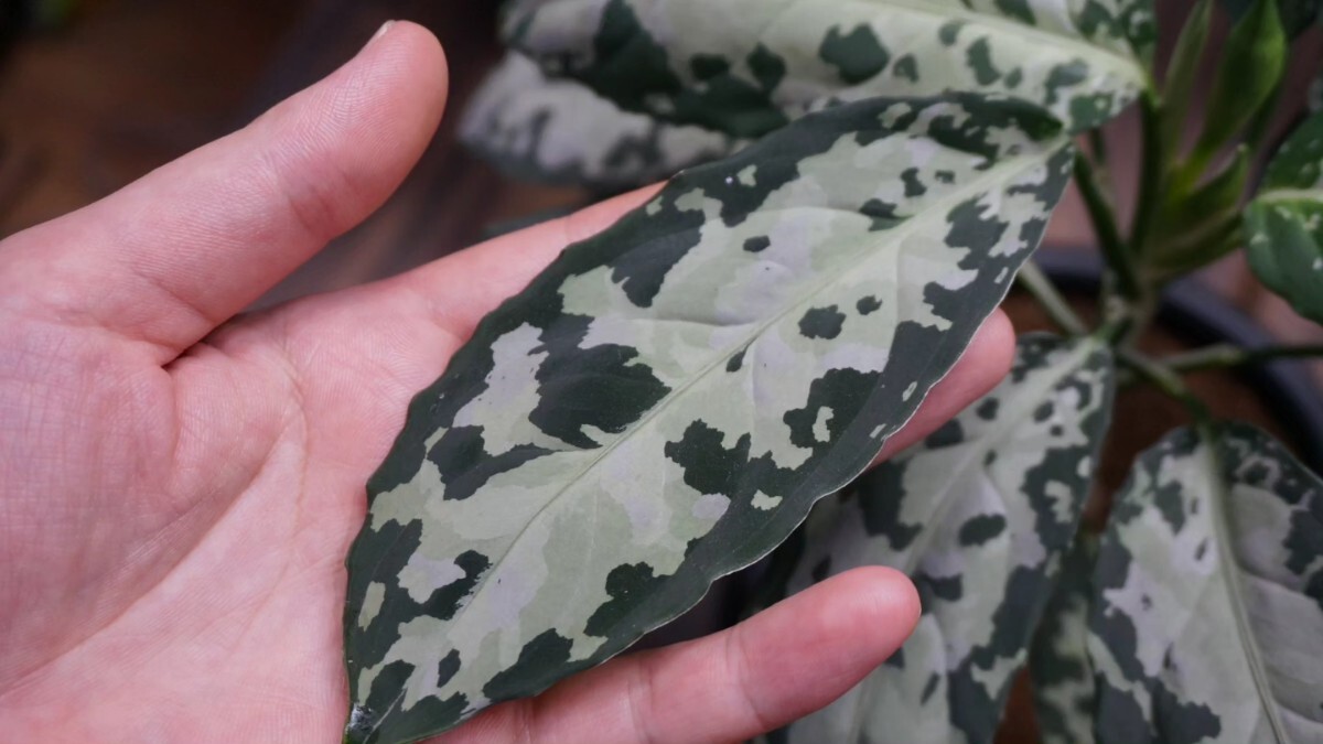 アグラオネマ ピクタム トリカラー　芭流覇羅 ティガリンガ IDY1018-5c　増殖株 　Aglaonema pictum_5