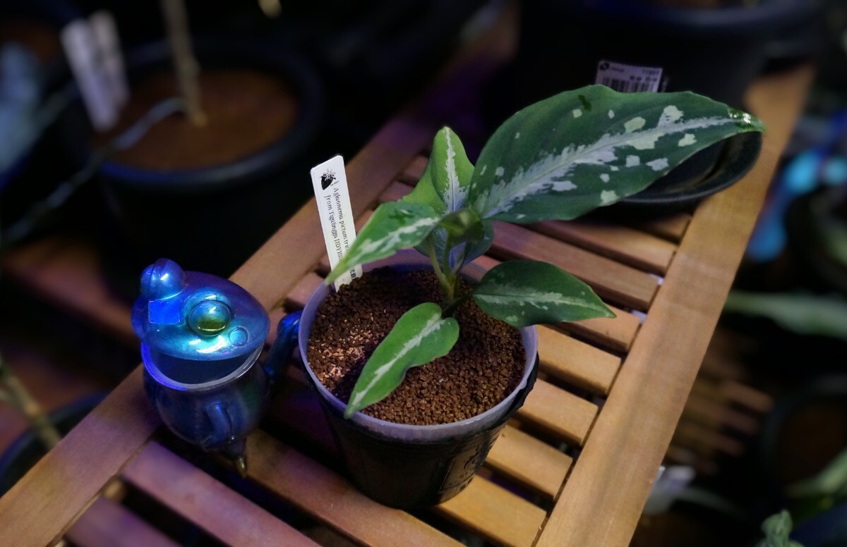 アグラオネマ ピクタム トリカラー　芭流覇羅 ティガリンガ IDY1018-5c　増殖株 　Aglaonema pictum_7