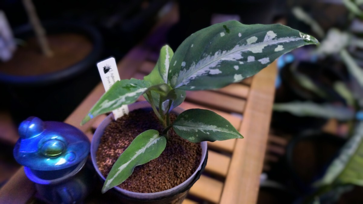 アグラオネマ ピクタム トリカラー　芭流覇羅 ティガリンガ IDY1018-5c　増殖株 　Aglaonema pictum_9