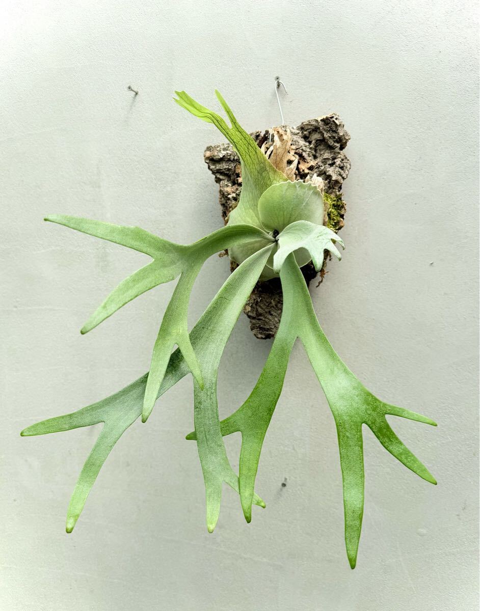 P. willinckii 'Amorous'【艶姿】ウィリンキー ビカクシダ 【vandaka