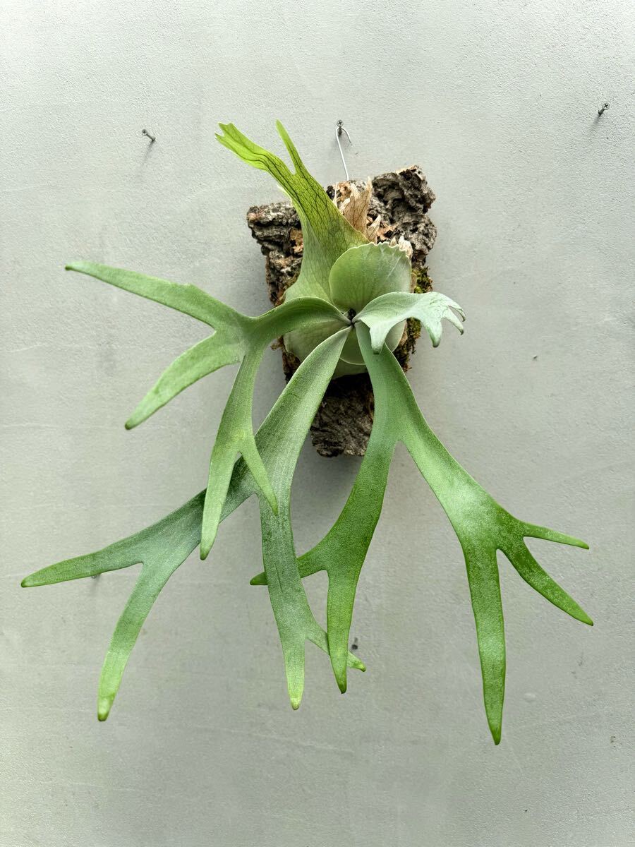 P. willinckii 'Amorous'【艶姿】ウィリンキー ビカクシダ 【vandaka