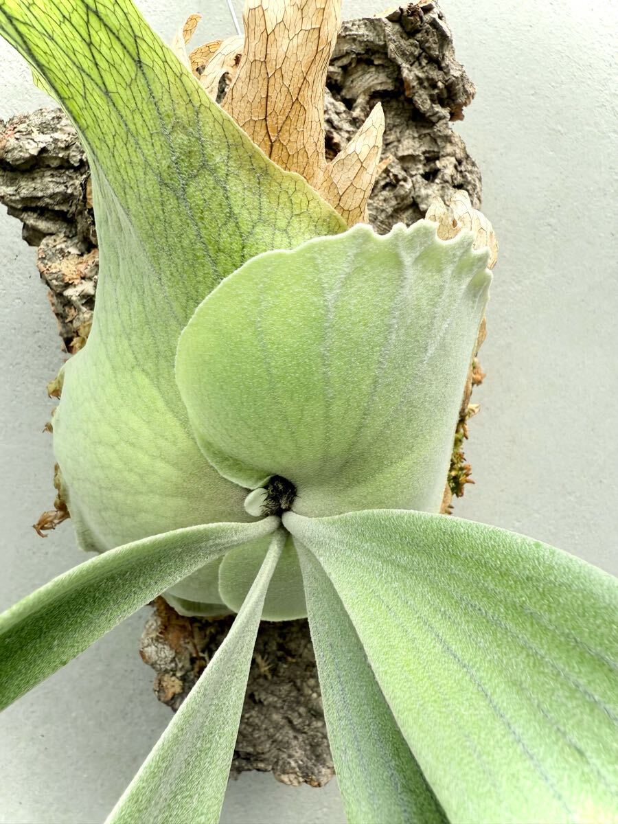 P. willinckii 'Amorous'【艶姿】ウィリンキー ビカクシダ 【vandaka