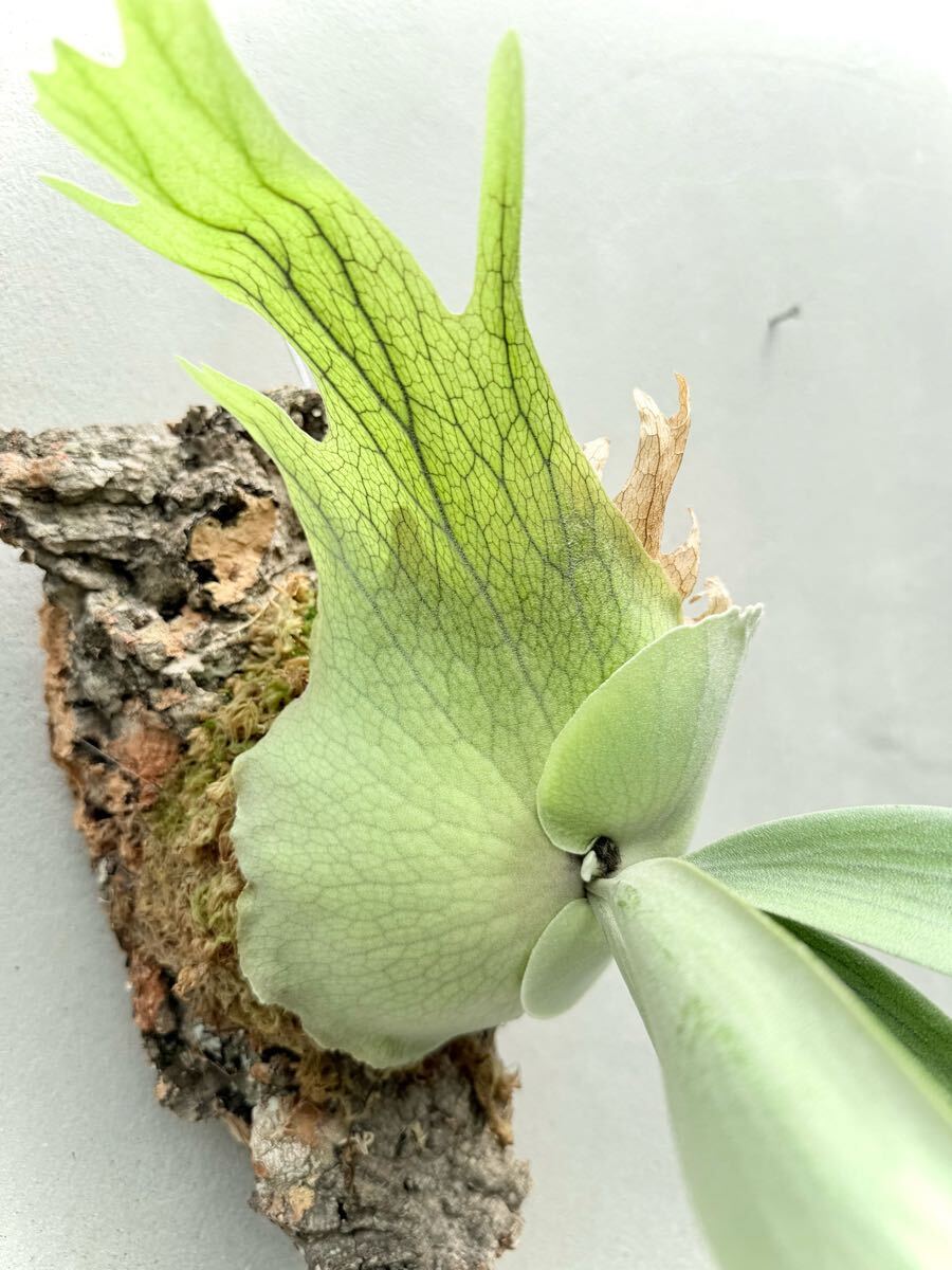 P. willinckii 'Amorous'【艶姿】ウィリンキー ビカクシダ 【vandaka
