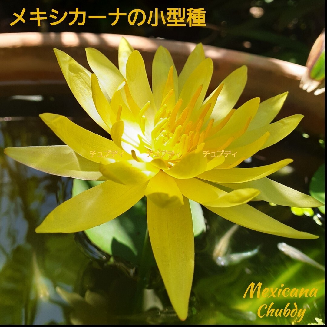 ☆ メキシカーナ　チュブディ　半耐寒性睡蓮　温帯睡蓮扱い　スイレン　１苗　_1