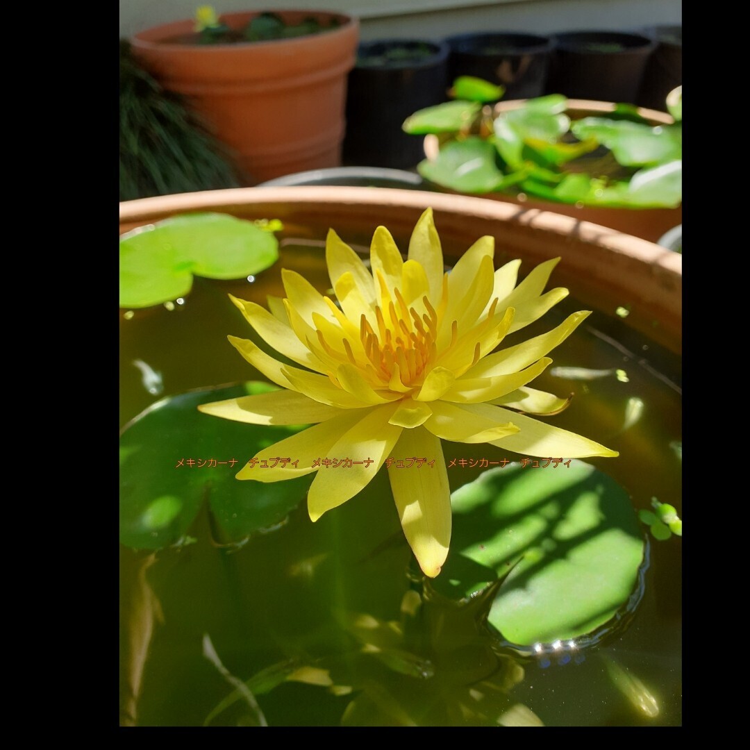 ☆ メキシカーナ　チュブディ　半耐寒性睡蓮　温帯睡蓮扱い　スイレン　１苗　_3