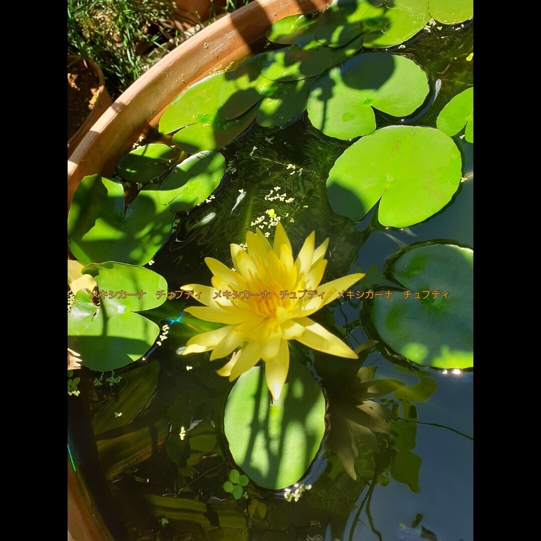 ☆ メキシカーナ　チュブディ　半耐寒性睡蓮　温帯睡蓮扱い　スイレン　１苗　_7