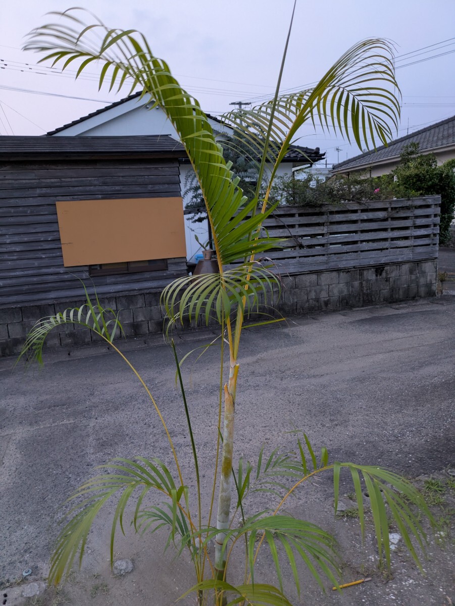 アレカヤシ高さ190センチ_1
