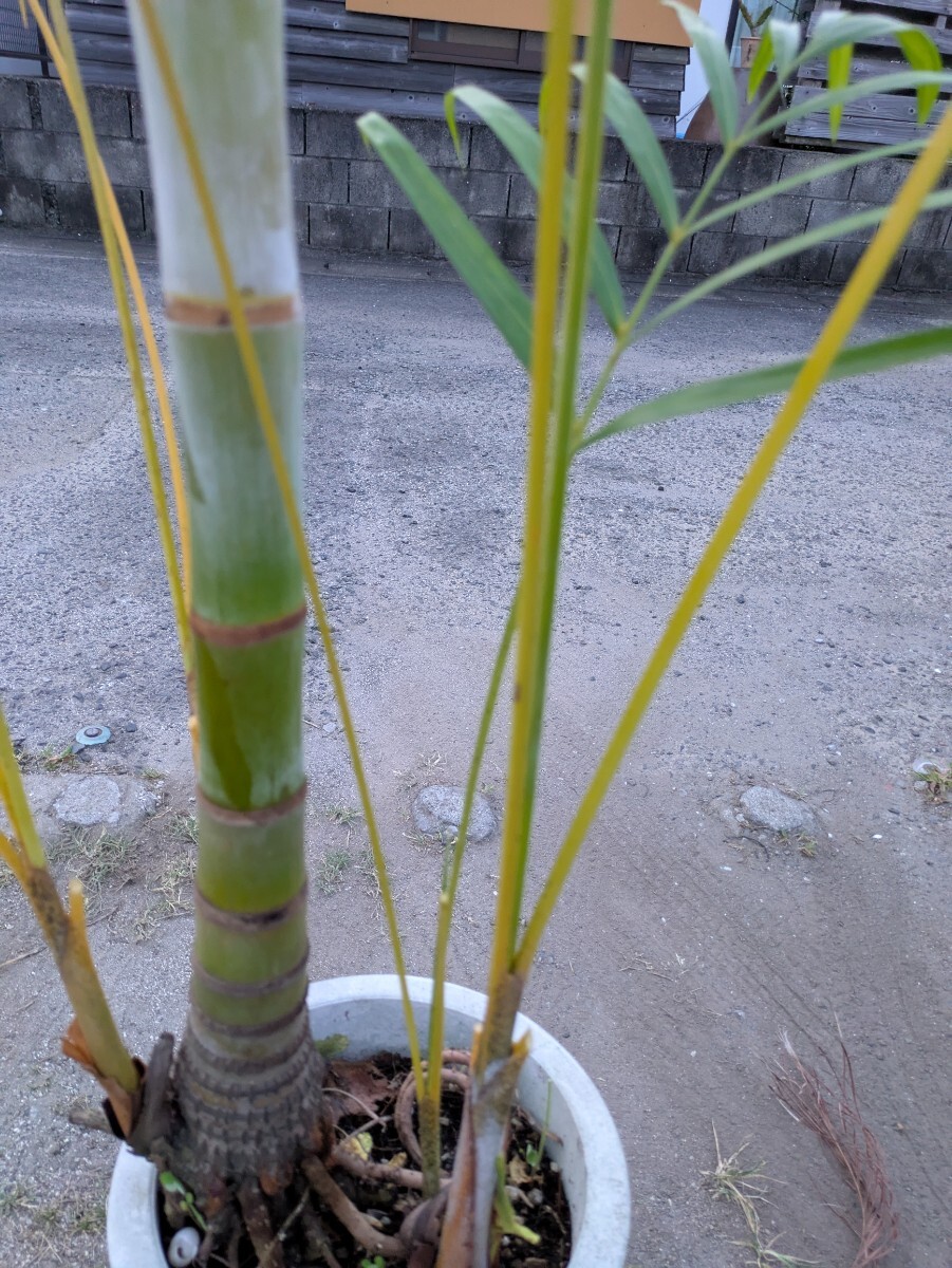 アレカヤシ高さ190センチ_2