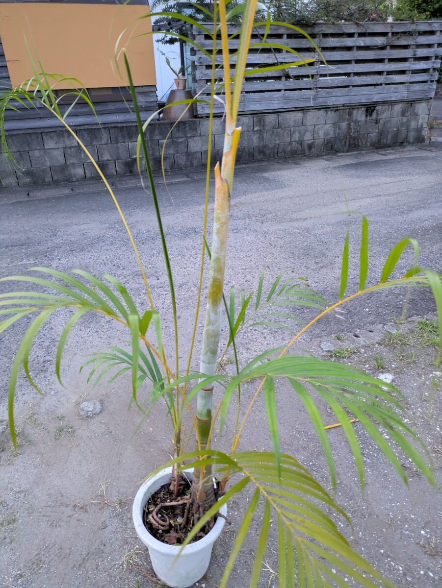 アレカヤシ高さ190センチ_3
