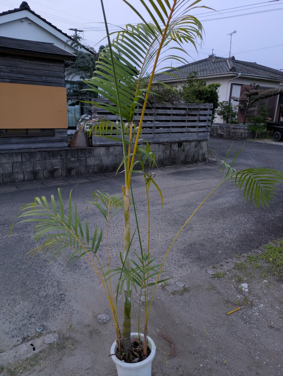 アレカヤシ高さ190センチ_4