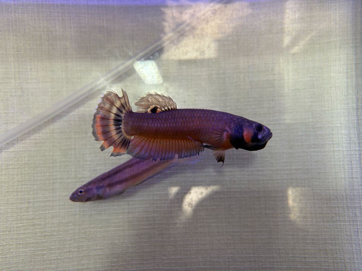 【産卵実績あり】マクロストマ マルディ産ワイルド ペア　オスメス_1