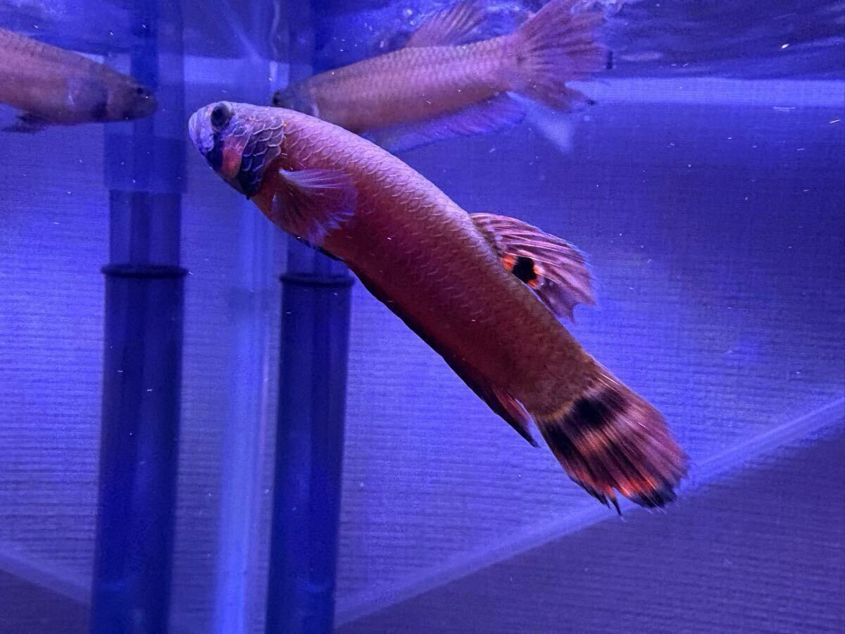 【産卵実績あり】マクロストマ マルディ産ワイルド ペア　オスメス_2