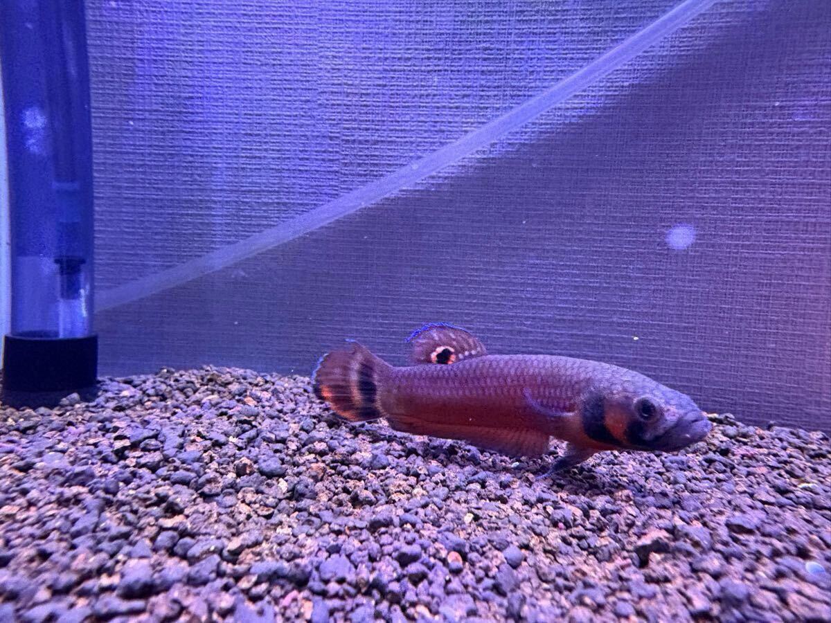 【産卵実績あり】マクロストマ マルディ産ワイルド ペア　オスメス_3