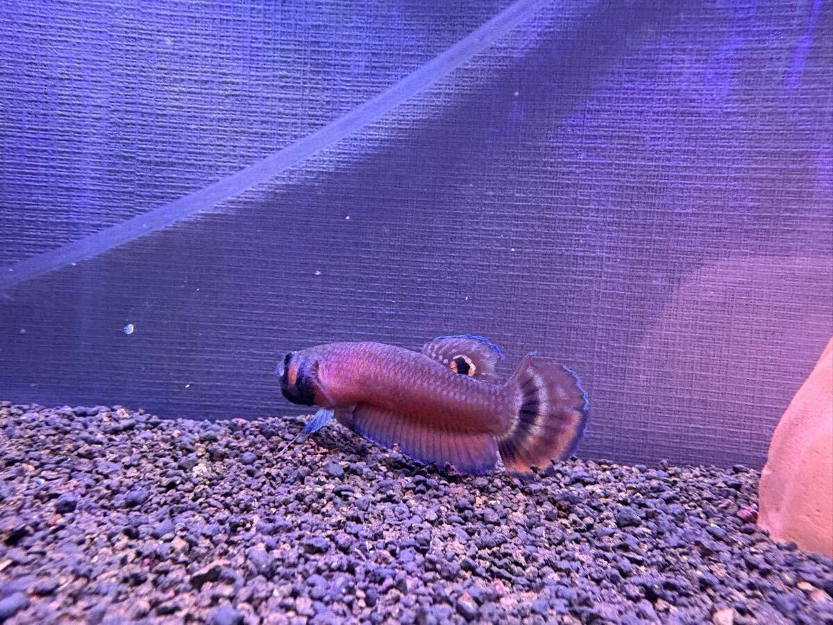 【産卵実績あり】マクロストマ マルディ産ワイルド ペア　オスメス_4