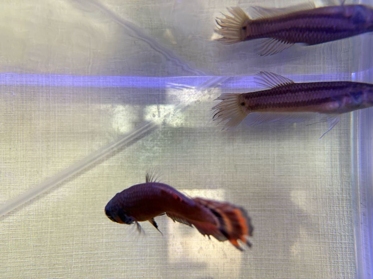 【産卵実績あり】マクロストマ マルディ産ワイルド ペア　オスメス_5