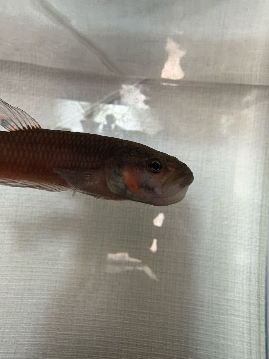 【産卵実績あり】マクロストマ マルディ産ワイルド ペア　オスメス_7