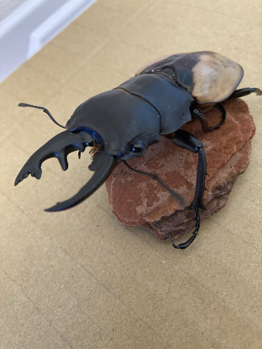 ブルマイスター　ツヤクワガタ　♂♂♀　73㍉/73㍉/46㍉　未使用　後食済　ブルマイスターツヤクワガタ_1
