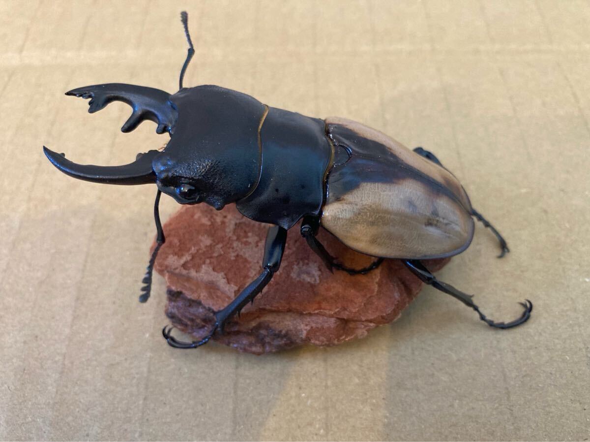 ブルマイスター　ツヤクワガタ　♂♂♀　73㍉/73㍉/46㍉　未使用　後食済　ブルマイスターツヤクワガタ_3