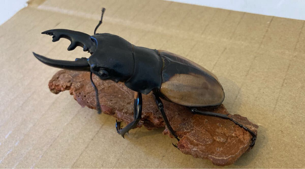 ブルマイスター　ツヤクワガタ　♂♂♀　73㍉/73㍉/46㍉　未使用　後食済　ブルマイスターツヤクワガタ_5