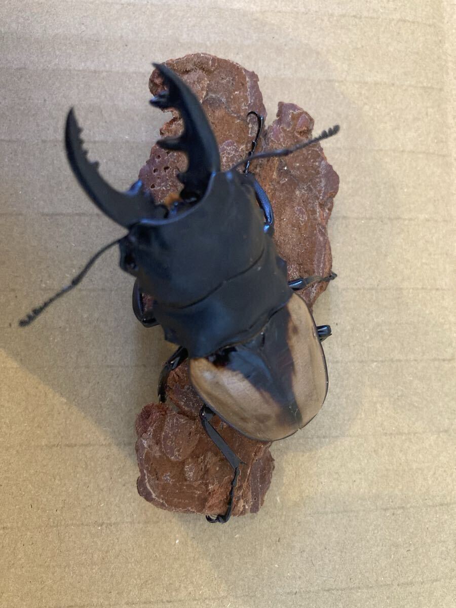 ブルマイスター　ツヤクワガタ　♂♂♀　73㍉/73㍉/46㍉　未使用　後食済　ブルマイスターツヤクワガタ_6