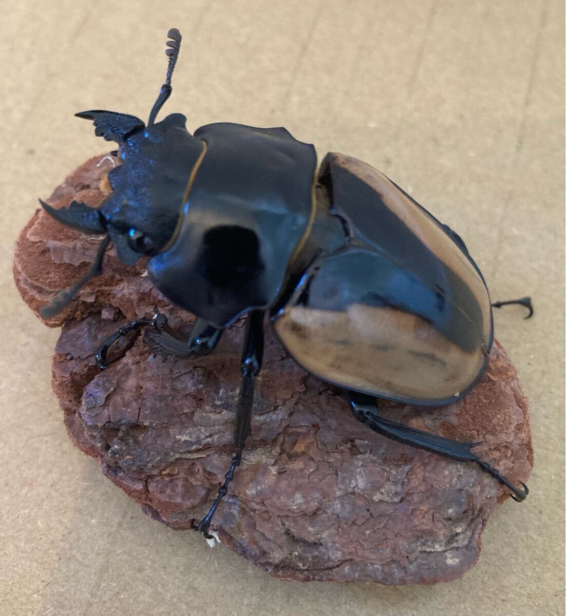 ブルマイスター　ツヤクワガタ　♂♂♀　73㍉/73㍉/46㍉　未使用　後食済　ブルマイスターツヤクワガタ_7