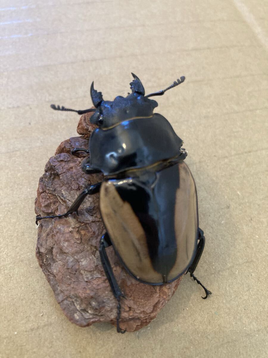 ブルマイスター　ツヤクワガタ　♂♂♀　73㍉/73㍉/46㍉　未使用　後食済　ブルマイスターツヤクワガタ_8