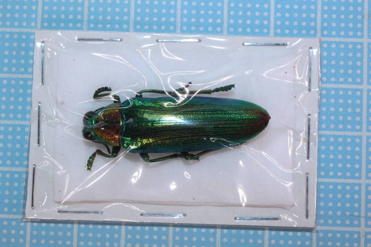 標本】A0613 フローレス島産 ビマエンシスルリタマムシ ♂37mm 美麗種