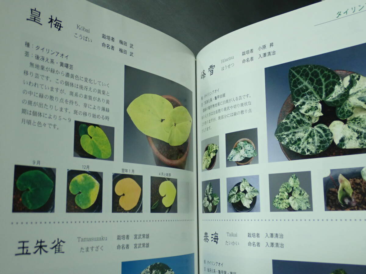 絶版書籍『細辛 寒葵 オールカラー512ページ』 山野草 斑入り