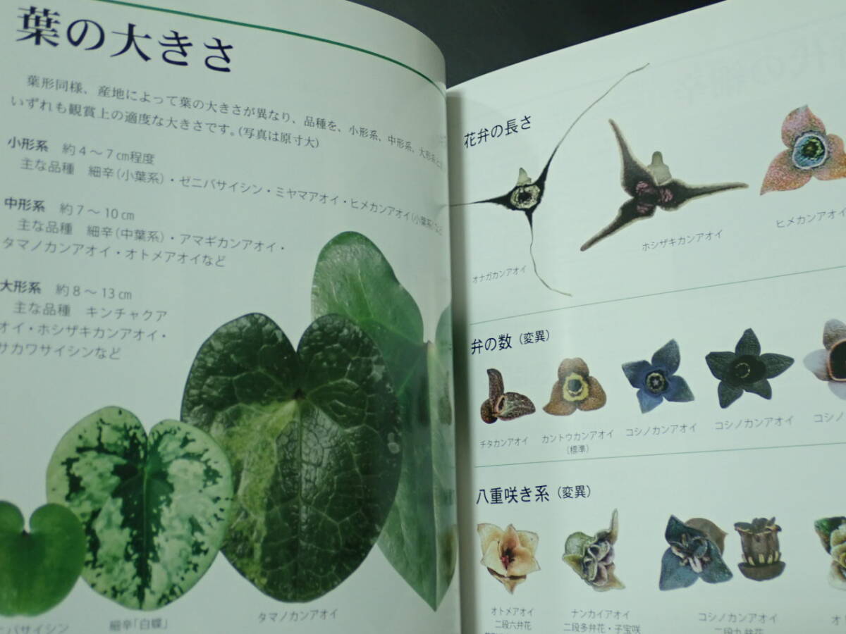 絶版書籍『細辛 寒葵 オールカラー512ページ』 山野草 斑入り