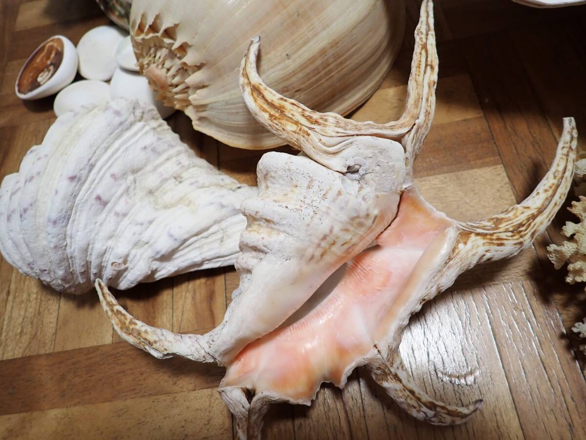♪52cm、6kgシャコ貝？大きな貝殻とサンゴをまとめて シャコガイ