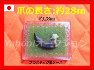 熊の爪 標本素材 熊の爪 5個セット ハンドメイド素材 標本 熊の