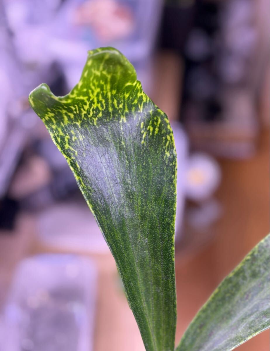 斑入り P. hillii variegated, ヒリー 安定斑 派手斑 OC Pup 子株