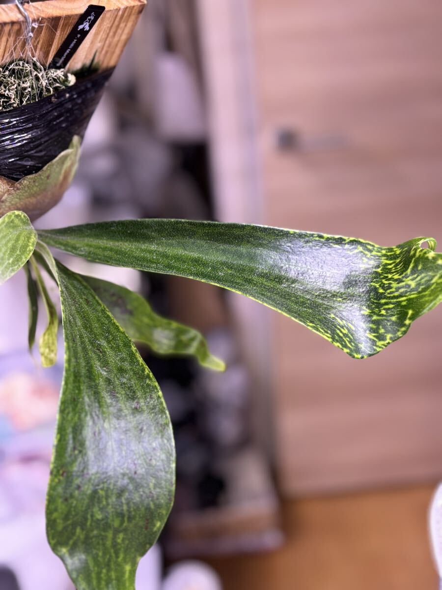 Hillii dwarf&curl 子株 OC pup 斑入り P. hillii variegated, ヒリー 安定斑 派手斑 OC Pup 子株