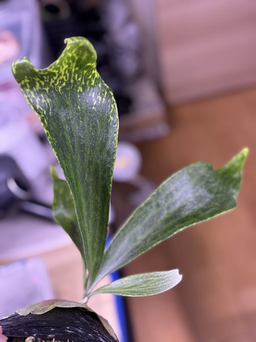 斑入り P. hillii variegated, ヒリー 安定斑 派手斑 OC Pup 子株
