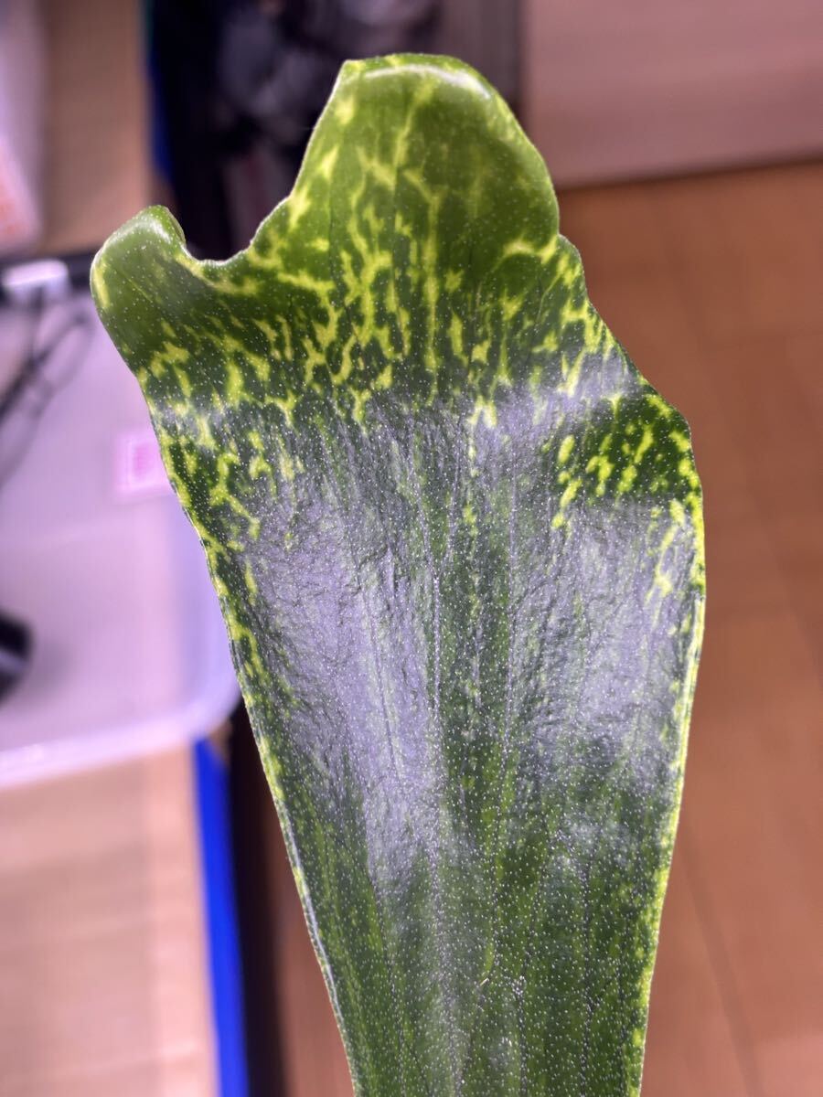 斑入り P. hillii variegated, ヒリー 安定斑 派手斑 OC Pup 子株