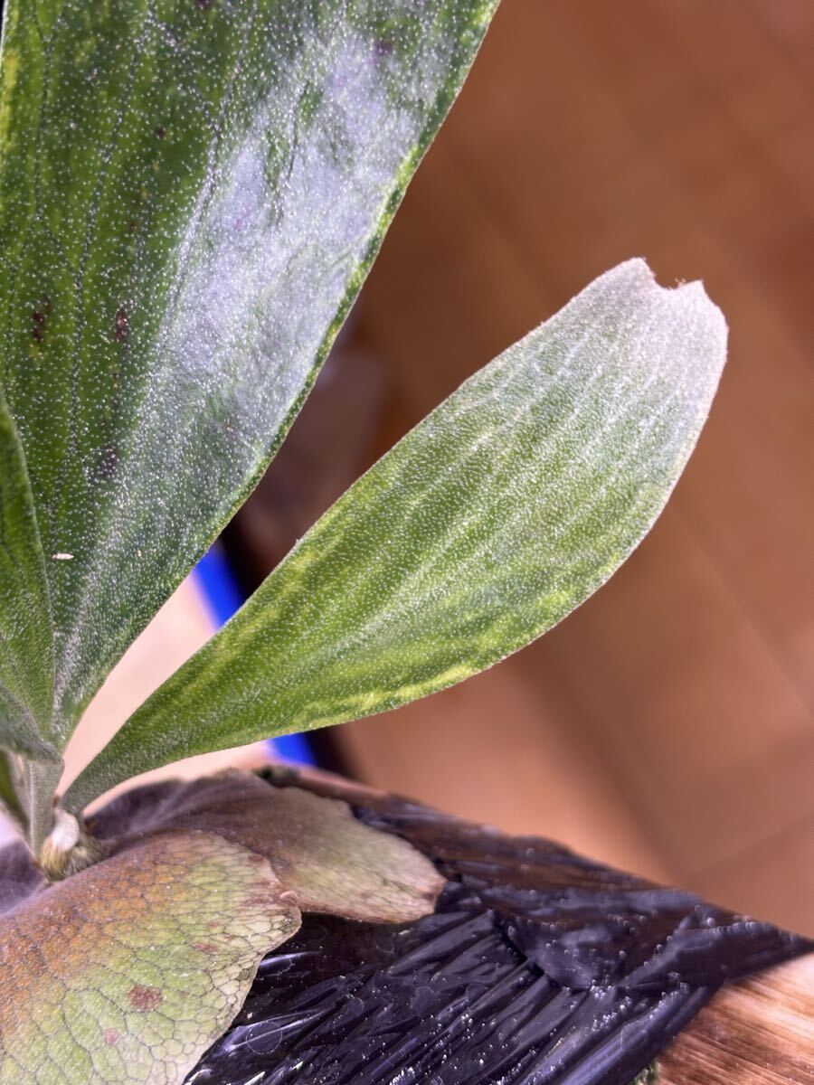 斑入り P. hillii variegated, ヒリー 安定斑 派手斑 OC Pup 子株