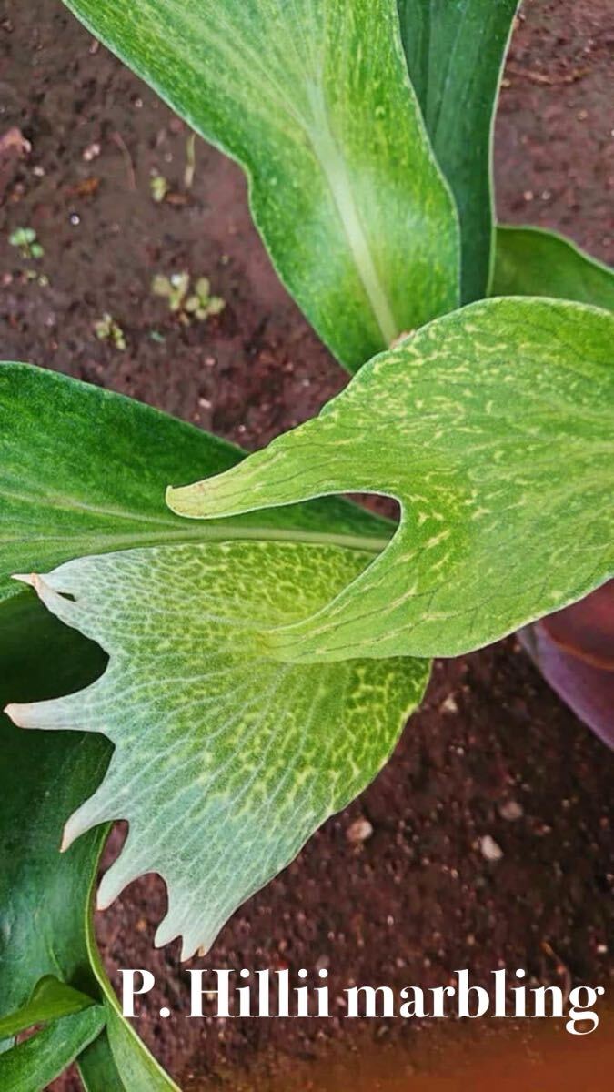 斑入り P. hillii variegated, ヒリー 安定斑 派手斑 OC Pup 子株