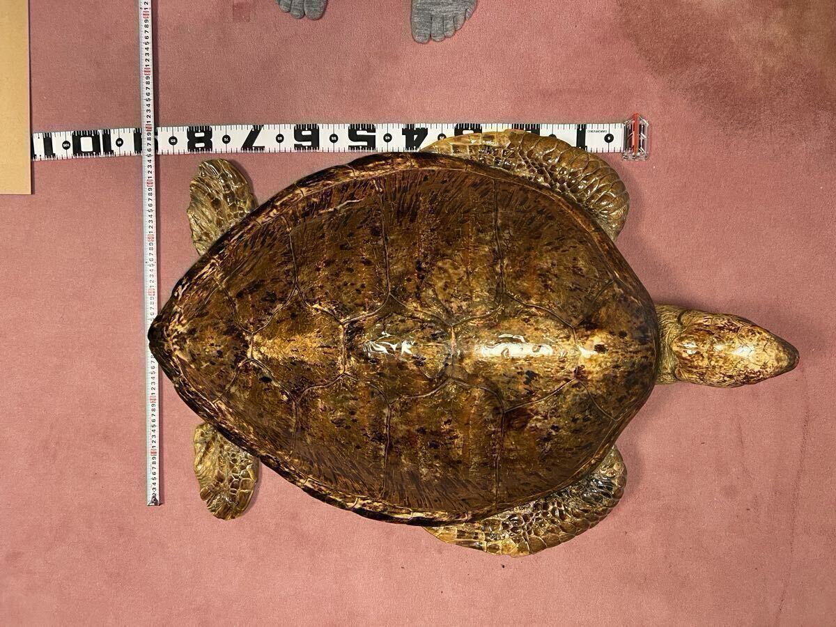 ウミガメ 剥製の値段と価格推移は？｜1件の売買データからウミガメ