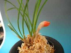 富貴蘭のYahoo!オークション(旧ヤフオク!)の相場・価格を見る｜Yahoo