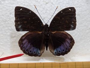 マレーシア 蝶 標本の値段と価格推移は？｜6件の売買データから