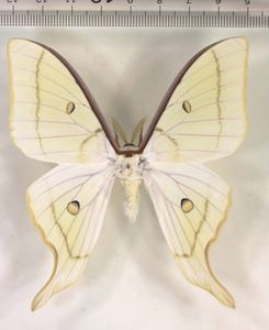 オオミズアオの値段と価格推移は？｜19件の売買データからオオミズアオ