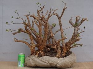 盆栽 皐月のYahoo!オークション(旧ヤフオク!)の相場・価格を見る