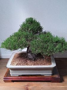 盆栽 真柏のYahoo!オークション(旧ヤフオク!)の相場・価格を見る