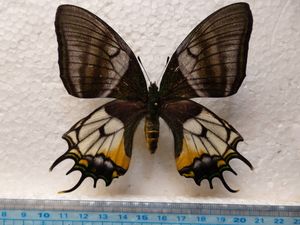 標本 蝶のYahoo!オークション(旧ヤフオク!)の相場・価格を見る｜Yahoo