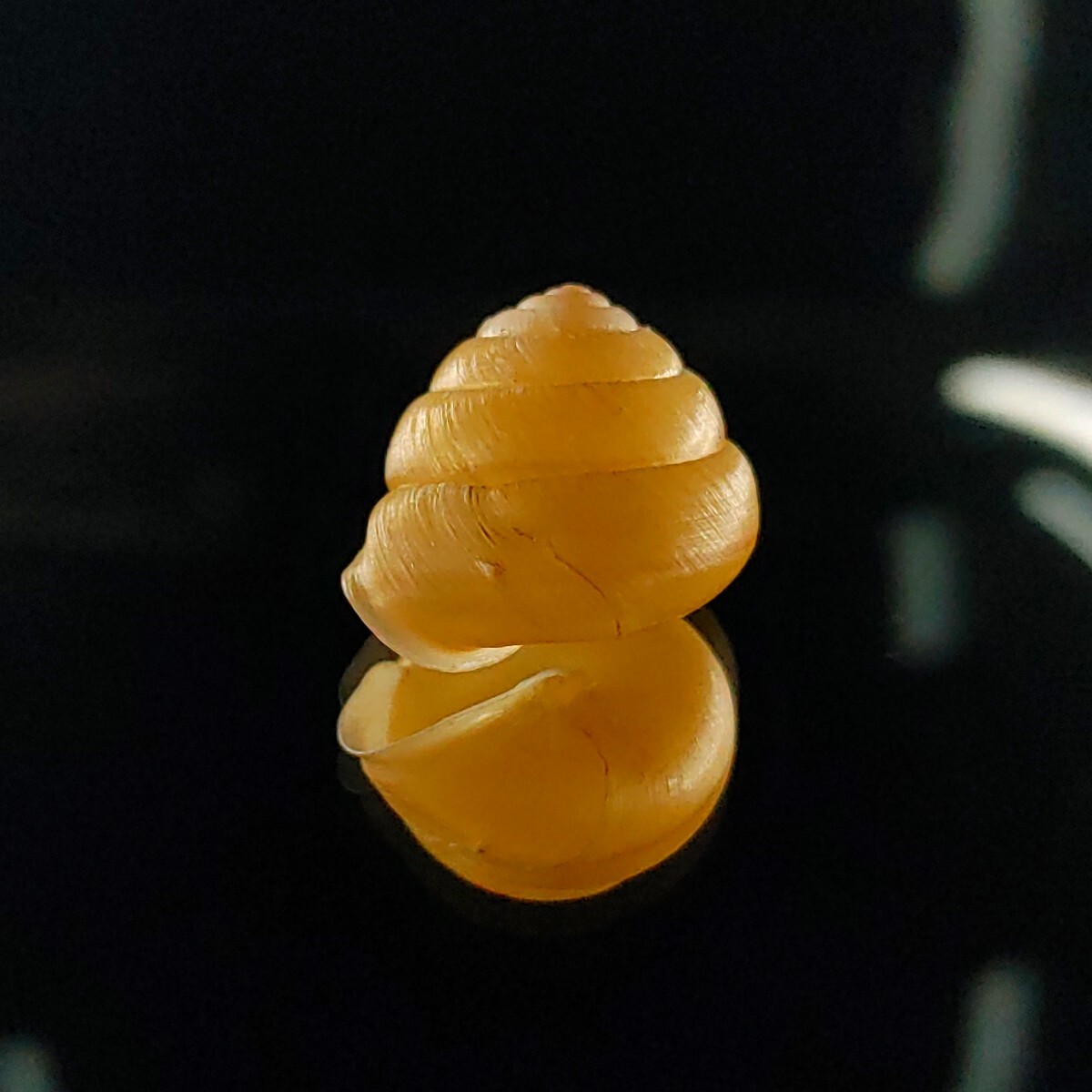 シママイマイ カタツムリ 貝殻 標本(科学、自然)｜売買された