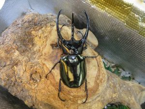 コーカサスオオカブト ♂の値段と価格推移は？｜336件の売買