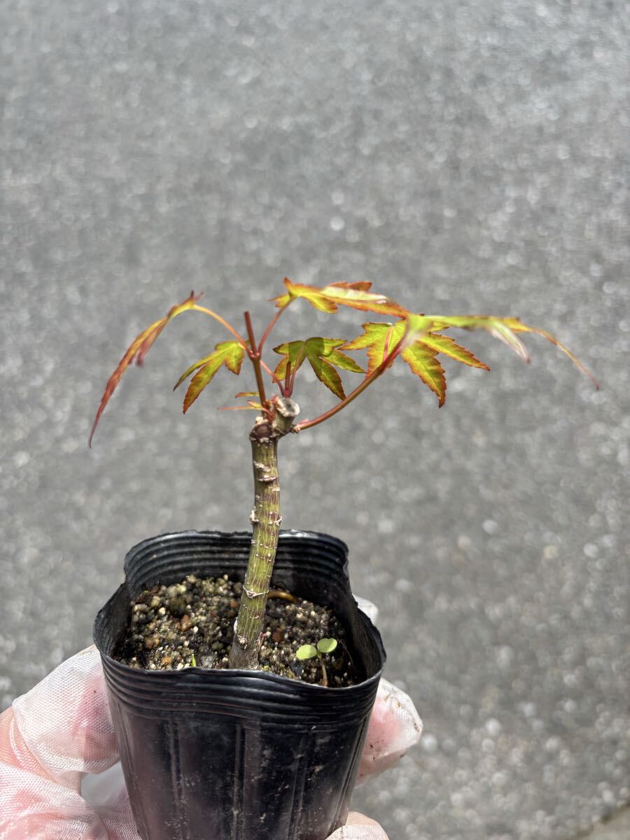 ミニ盆栽 織姫モミジ 苗 せ（検索 小品 ミニ 極小 豆 盆栽 織姫
