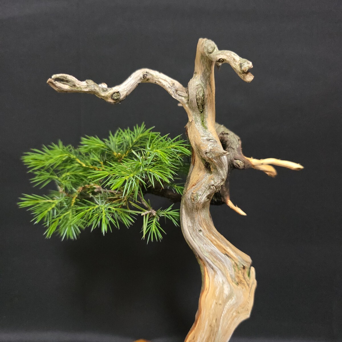 本格極上品【 山木 杜松 樹高23.5センチ 杜松盆栽 】山採/文人/盆栽